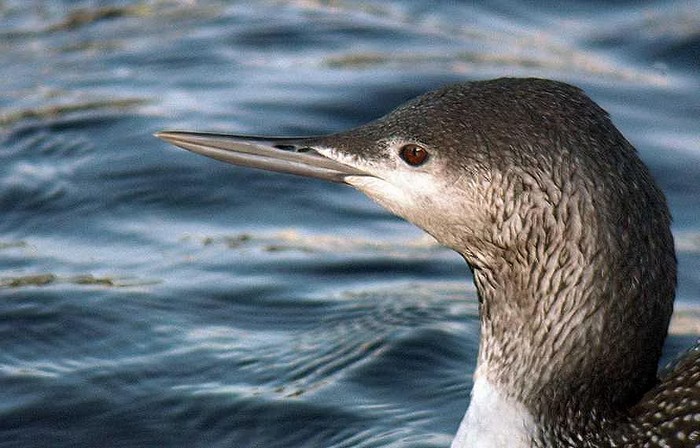 Red-throated Diver