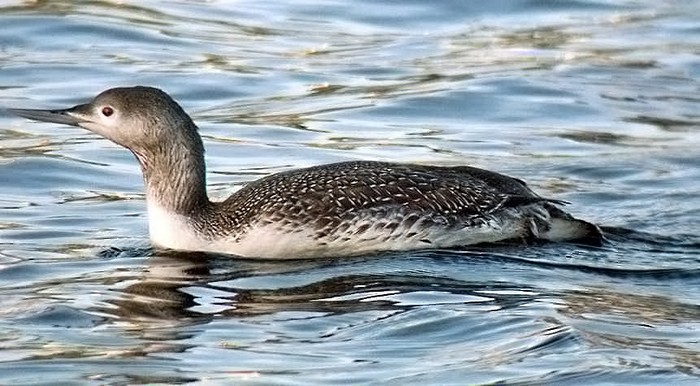 Red-throated Diver