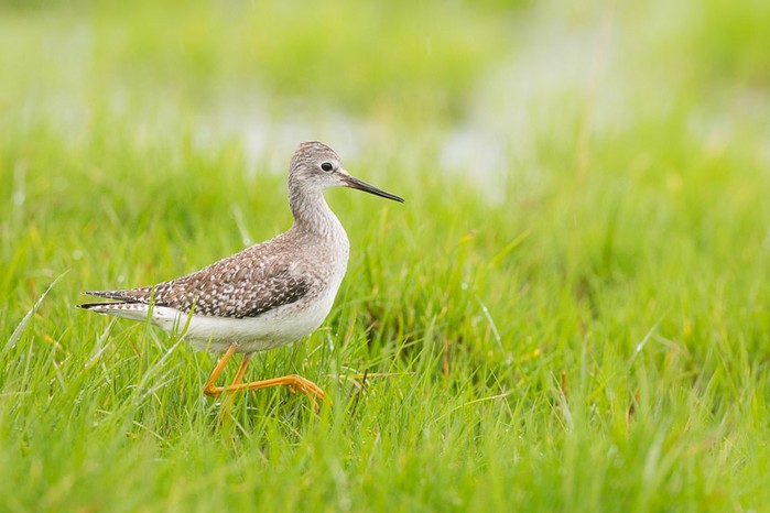 Lesser Yellowlegs