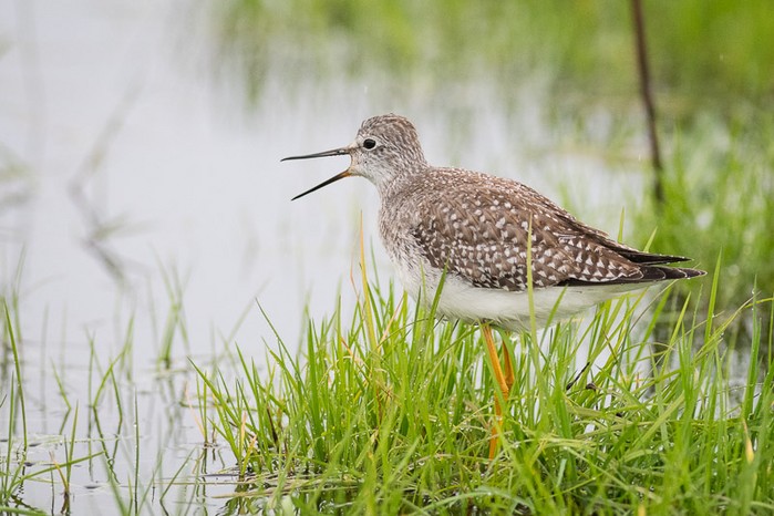 Lesser Yellowlegs