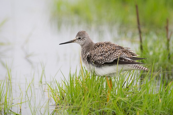 Lesser Yellowlegs