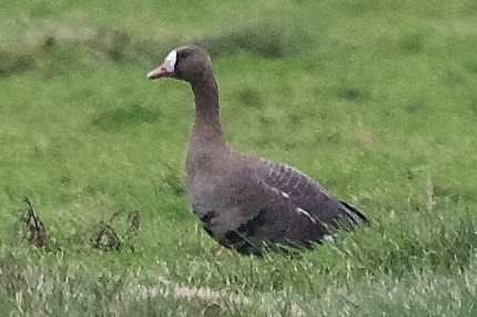 Russian White-fronted Goose