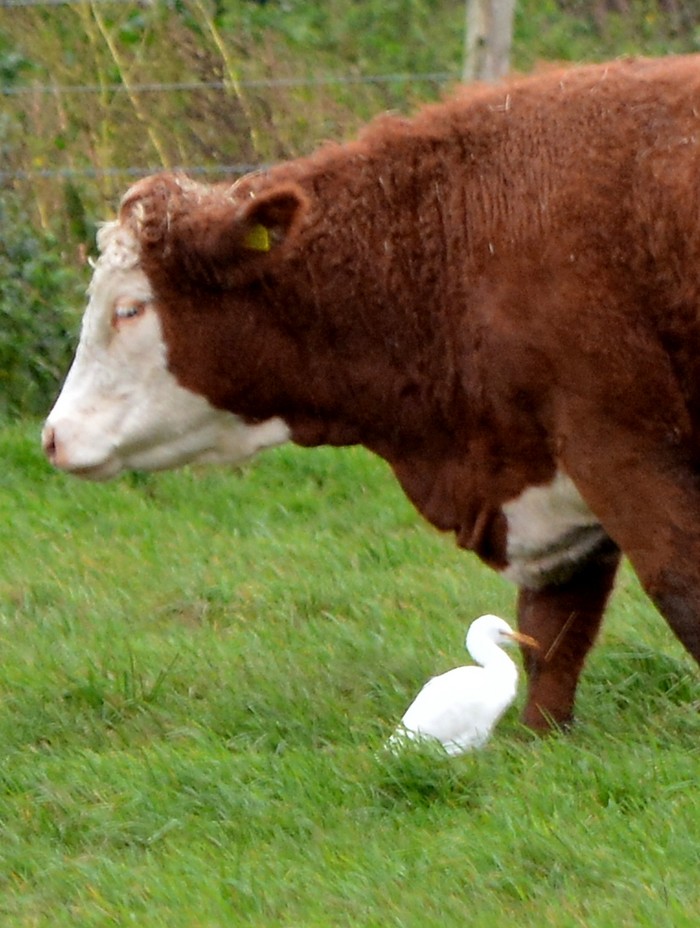 Cattle Egret