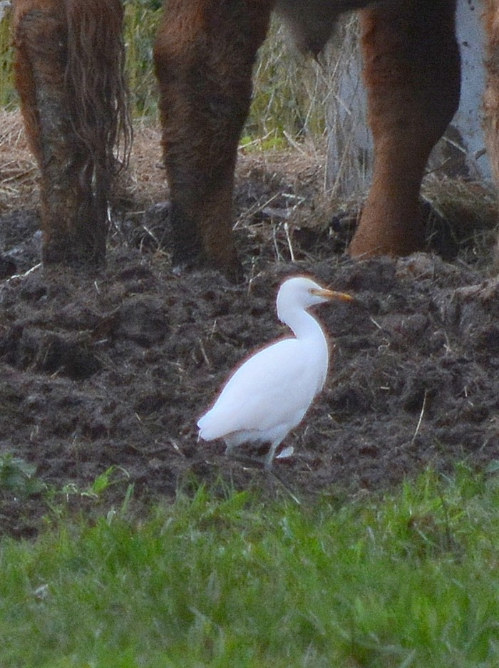 Cattle Egret