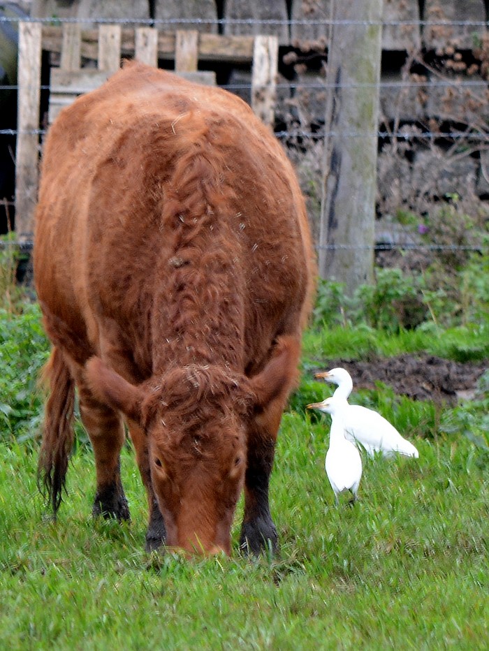 Cattle Egret