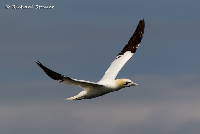 Gannet