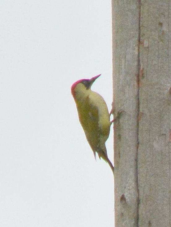 Green Woodpecker