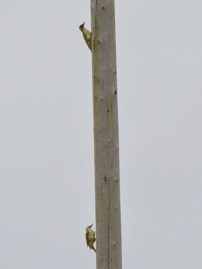 Green Woodpecker