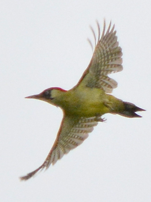 Green Woodpecker