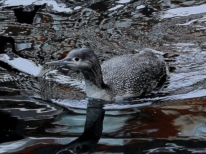 Red-throated Diver
