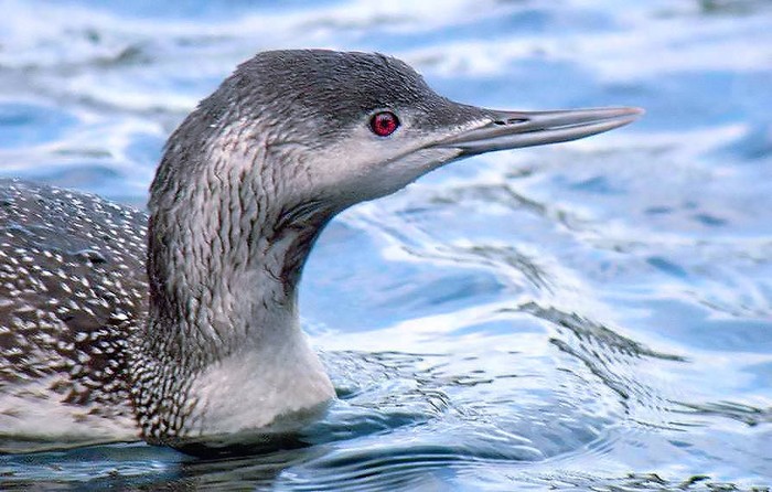 Red-throated Diver