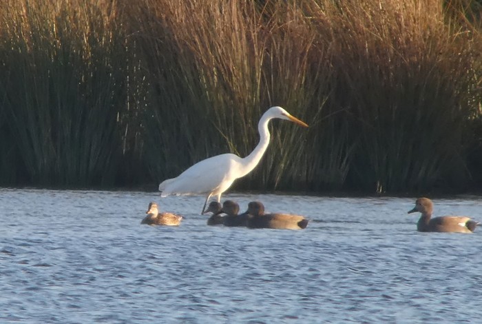 Great White Egret