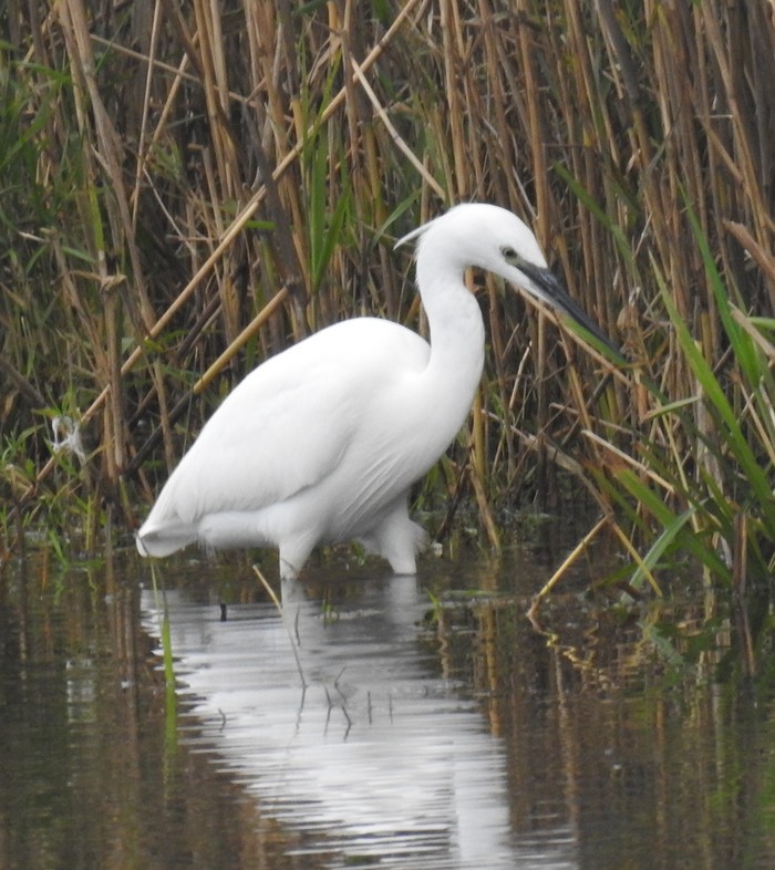 little egret
