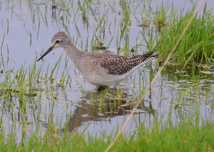 Lesser Yellowlegs