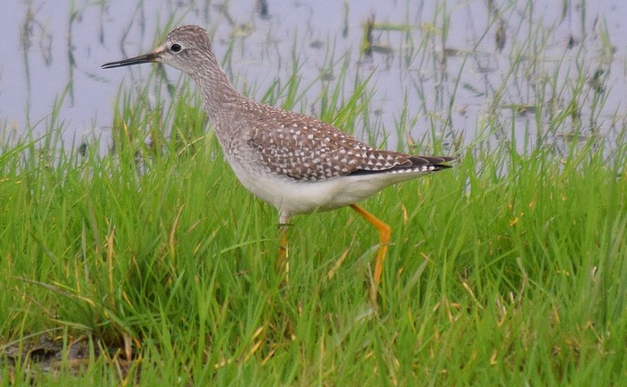 Lesser Yellowlegs