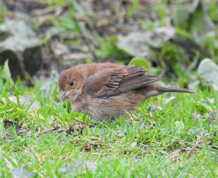 Indigo Bunting