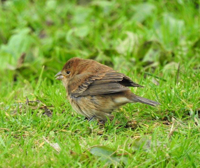 Indigo Bunting