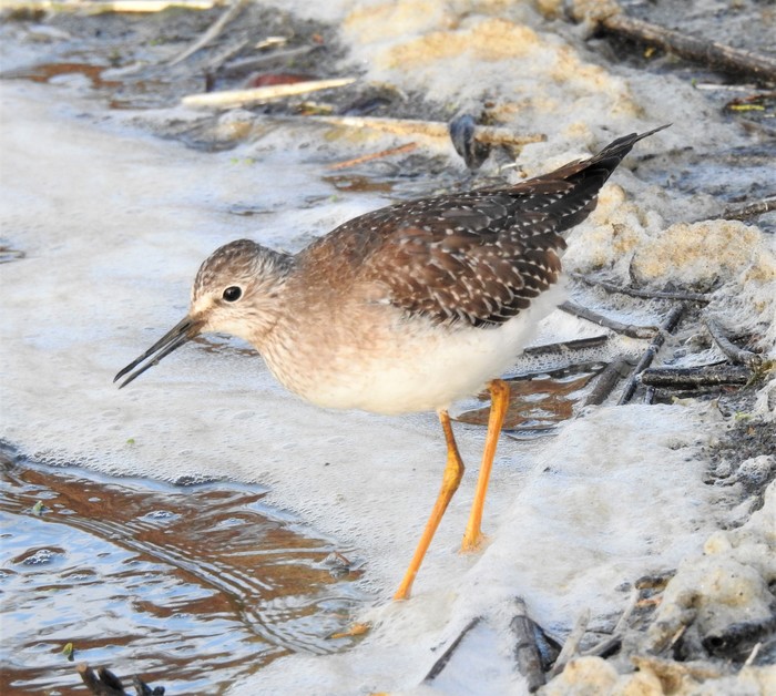 Lesser Yellowlegs