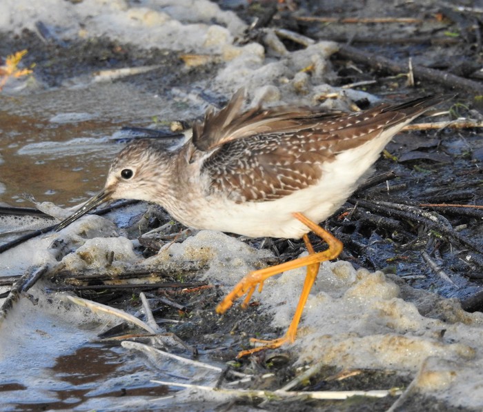 Lesser Yellowlegs