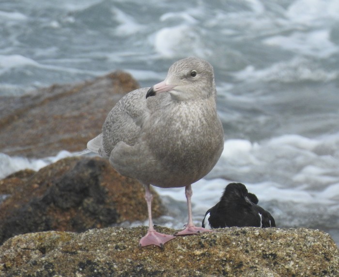 Glaucous Gull