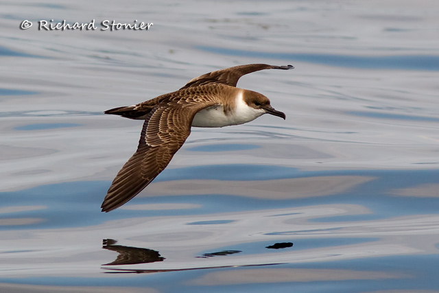 Great Shearwater