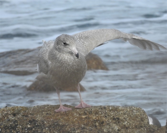 Glaucous Gull