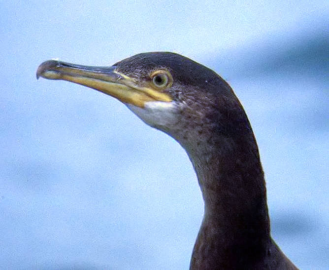 Shag