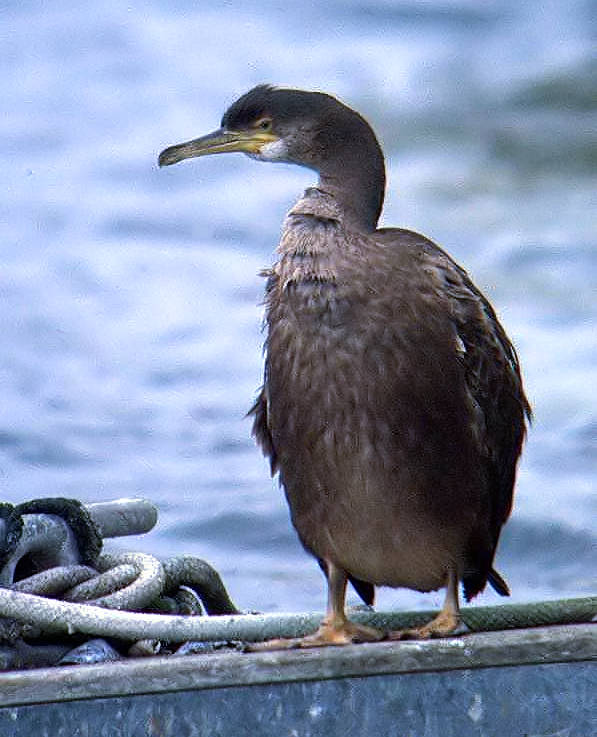 Shag