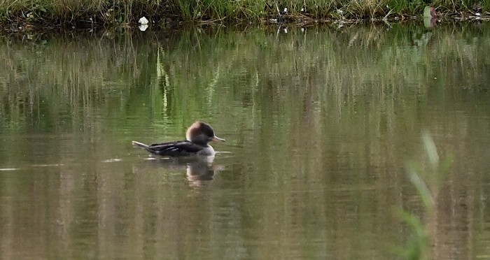 Hooded merganser