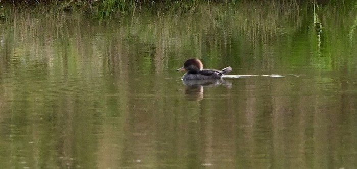 Hooded Merganser
