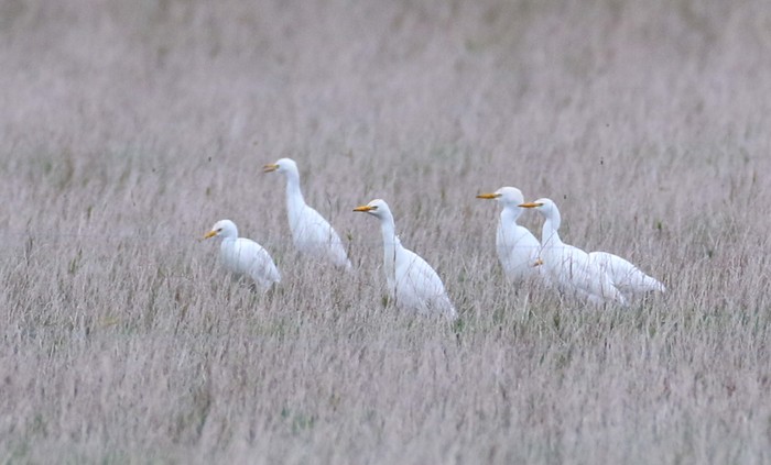 Cattle Egret