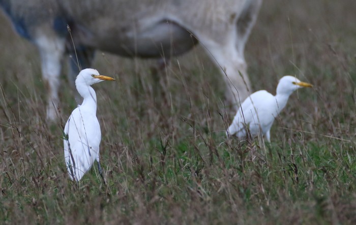 Cattle Egret