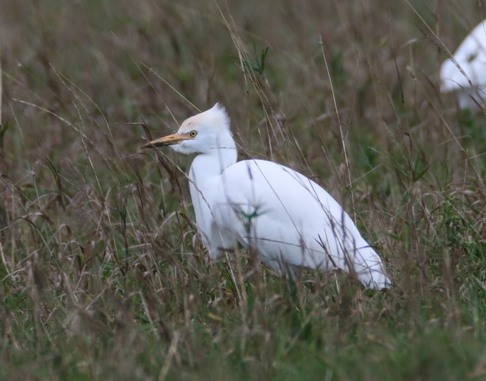 Cattle Egret