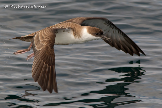 Great Shearwater