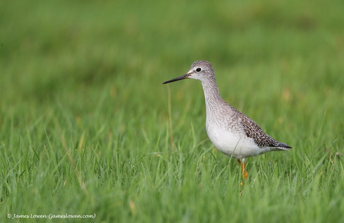 Lesser Yellowlegs