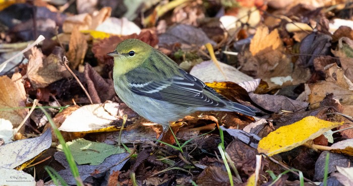 Blackpoll Warbler