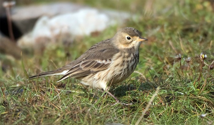 American Buff-bellied Pipit