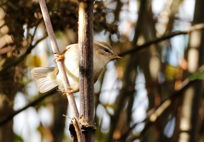 Dusky Warbler