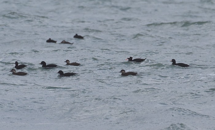 Surf Scoter