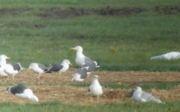 Caspian Gull