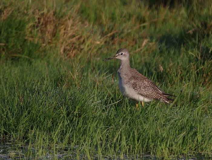 Lesser Yellowlegs