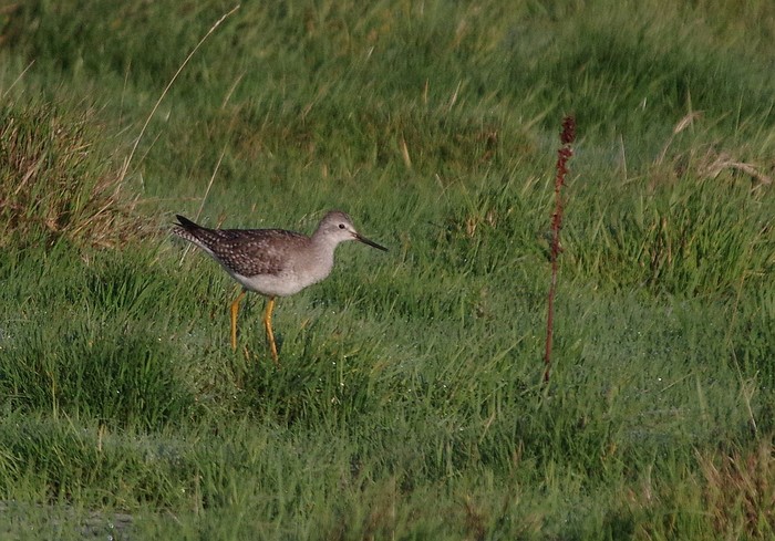 Lesser Yellowlegs
