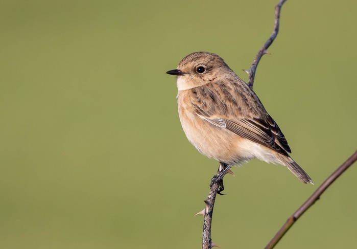 Siberian Stonechat