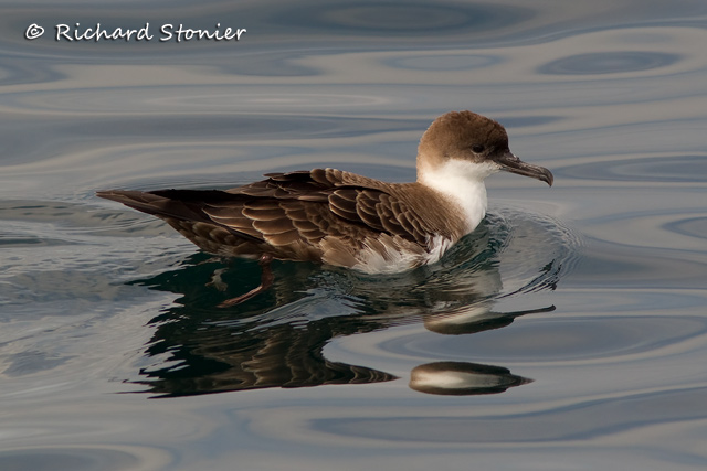 Great Shearwater