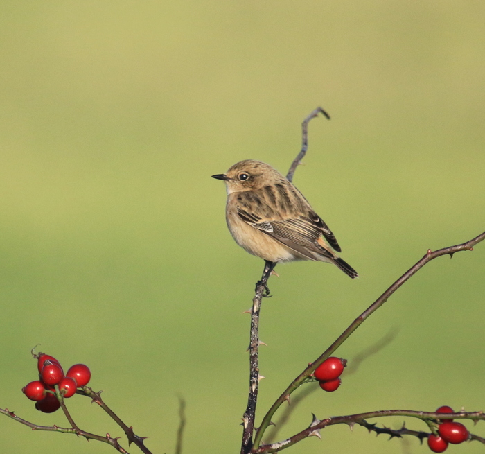 Eastern Stonechat sp
