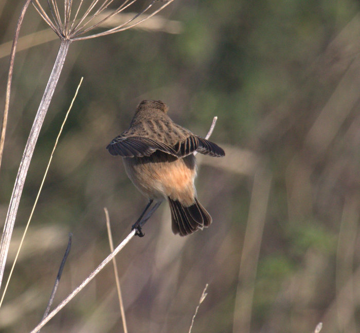Eastern Stonechat sp