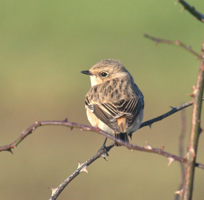 Eastern Stonechat sp
