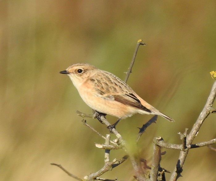 Eastern Stonechat sp
