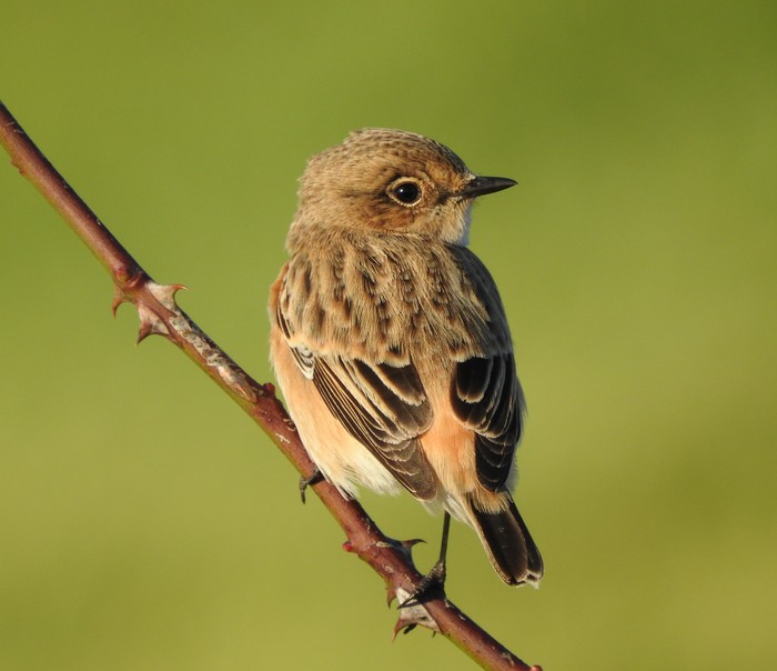 Siberian Stonechat