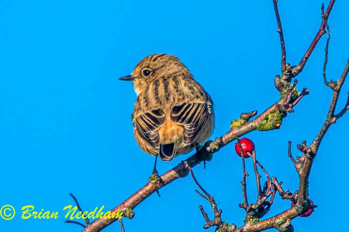 Siberian Stonechat